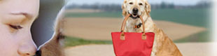 pet friendly vacation rentals in virginia beach, dog friendly vacation rentals in virginia beach