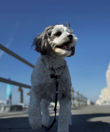 dogs in virginia beach