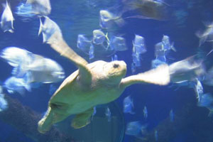 virginia beach aquarium